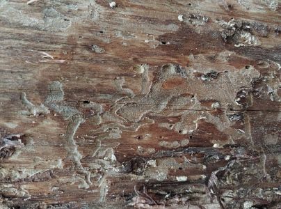 A - nejednoznačne určen&yacute;, nie sme si ist&iacute;