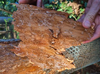 Lykožr&uacute;t prostredn&yacute;