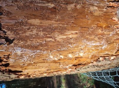 Lykožr&uacute;t prostredn&yacute;