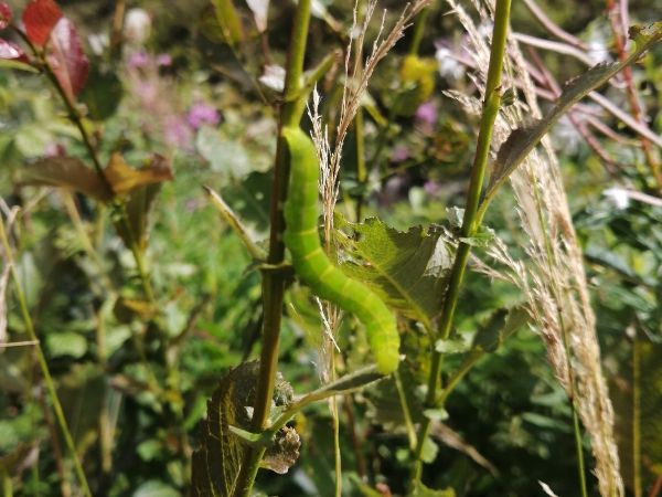 A - nie je v datab&aacute;ze