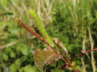 A - nie je v datab&aacute;ze