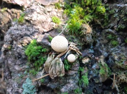 A - nie je v datab&aacute;ze