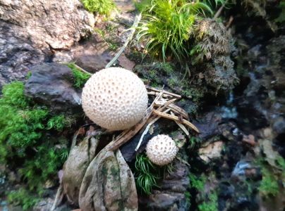 A - nie je v datab&aacute;ze