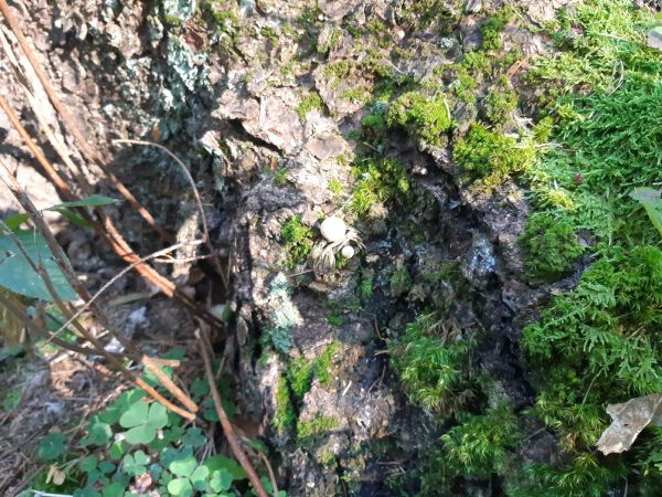 A - nie je v datab&aacute;ze