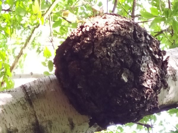 Ry&scaron;avec &scaron;ikm&yacute;