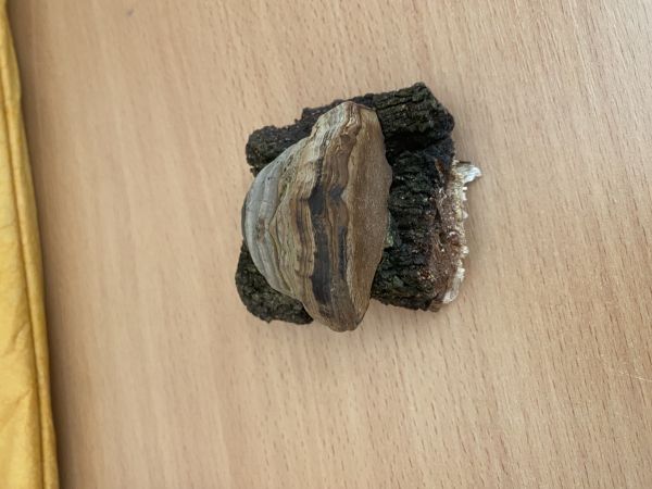 Pr&aacute;chnovec kopytovit&yacute;