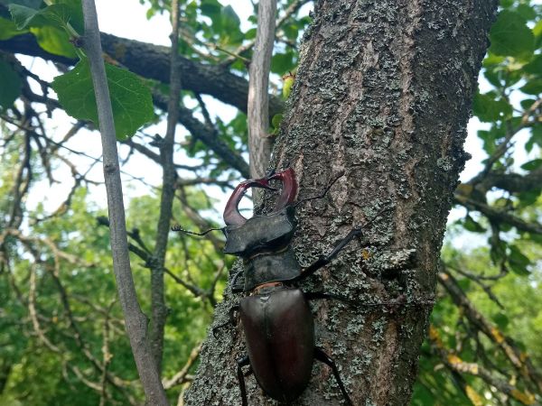 Roh&aacute;č obyčajn&yacute; 