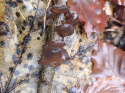 Uchovka bazov&aacute;