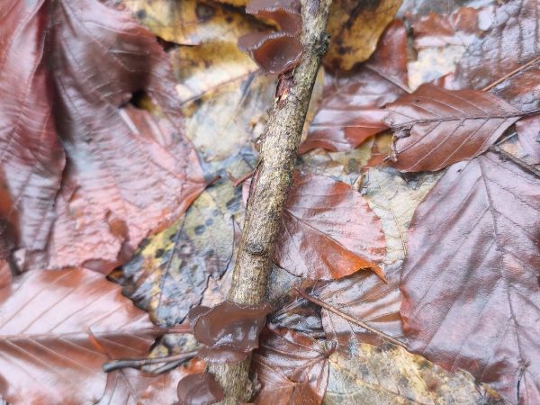 Uchovka bazov&aacute;