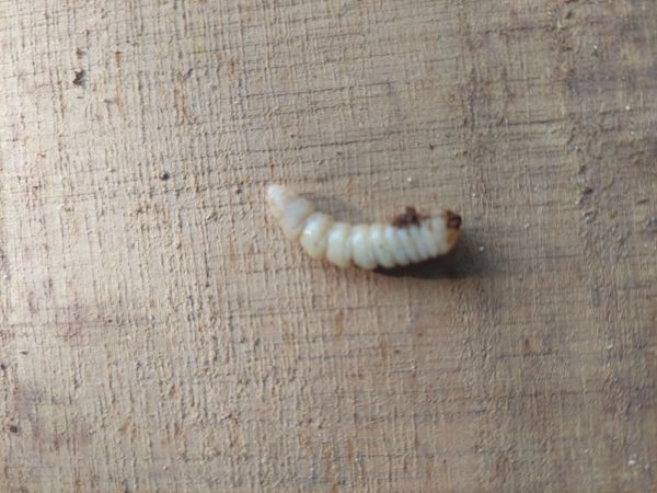 A - nejednoznačne určen&yacute;, nie sme si ist&iacute;