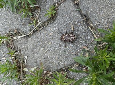 Chr&uacute;st mramorov&yacute;