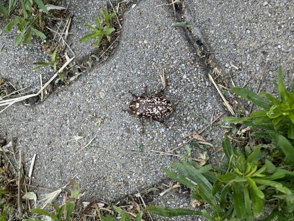 Chr&uacute;st mramorov&yacute;