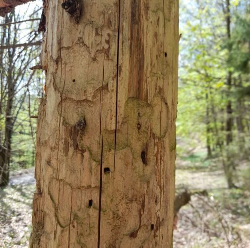 Dávid Gabriel Hajnik