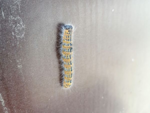 Fal&eacute;ra lipov&aacute;