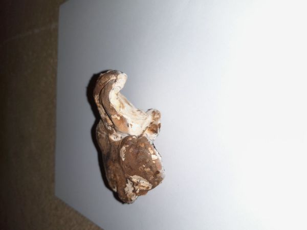 Brezovn&iacute;k obyčajn&yacute;