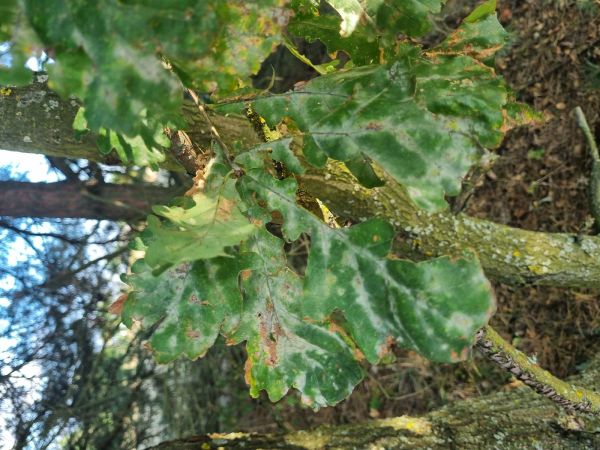 Drobnom&uacute;čka dubov&aacute;