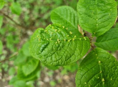 Roztoč Eriophyes padi