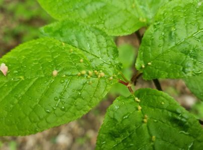 Roztoč Eriophyes padi