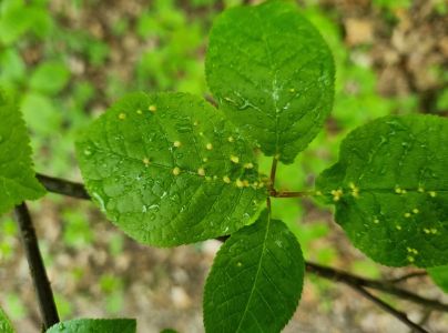 Roztoč Eriophyes padi