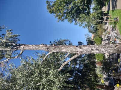 Brezovn&iacute;k obyčajn&yacute;