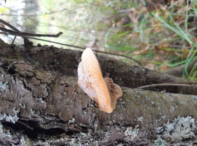 Ohňovec slivkov&yacute;