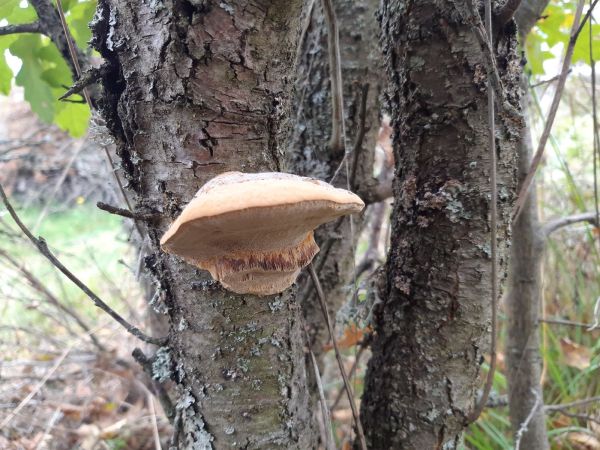 Ohňovec slivkov&yacute;