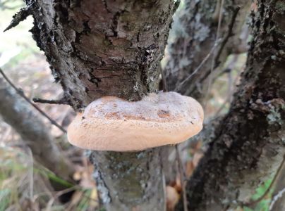 Ohňovec slivkov&yacute;