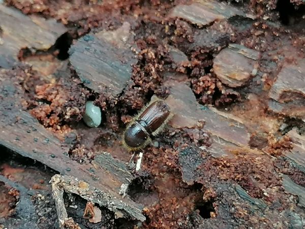 Lykožr&uacute;t smrekov&yacute;