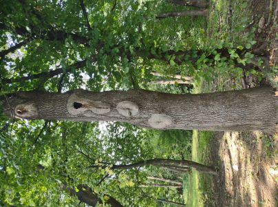 Ry&scaron;avec datl&iacute;