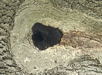 Ry&scaron;avec datl&iacute;