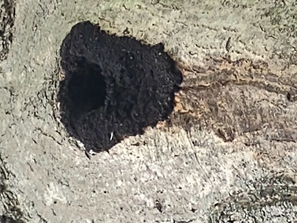 Ry&scaron;avec datl&iacute;