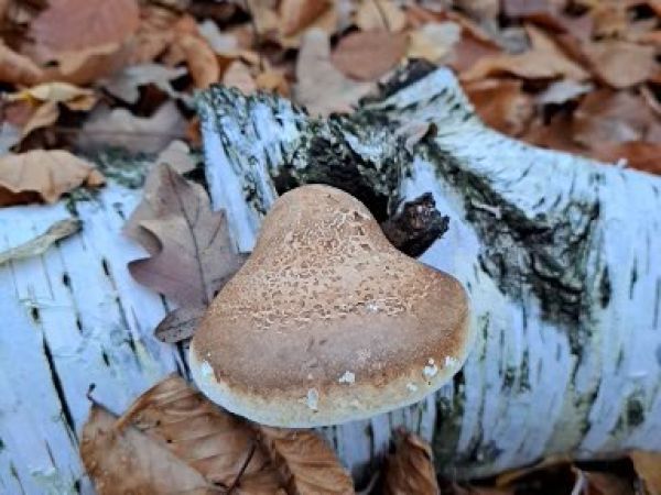 Brezovn&iacute;k obyčajn&yacute;