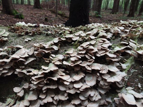 Pevn&iacute;k žltn&uacute;ci