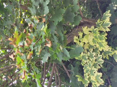 Antrakn&oacute;za krivoľak&aacute;