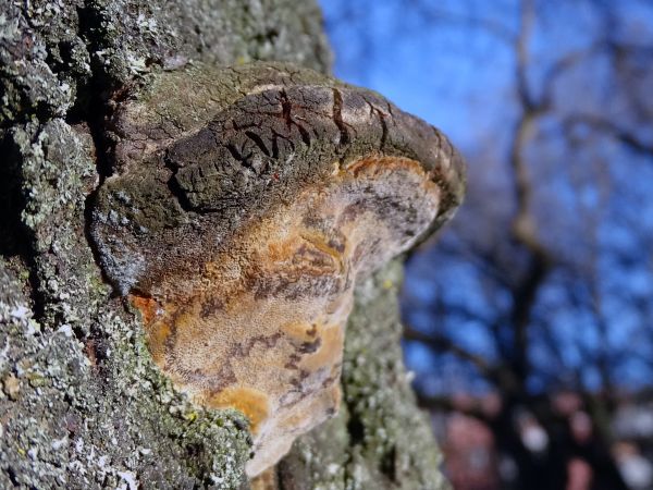 Ohňovec slivkov&yacute;