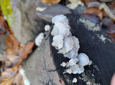 Klanolupeňovka obyčajn&aacute;