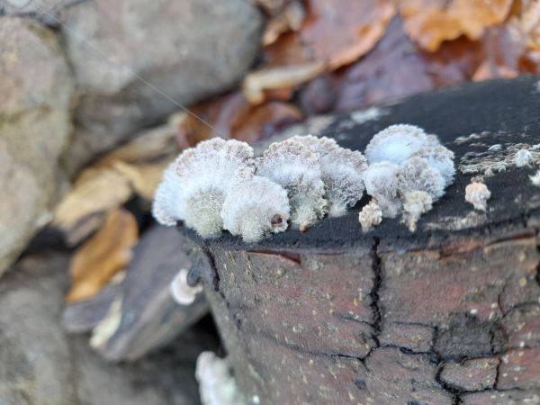 Klanolupeňovka obyčajn&aacute;