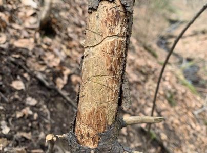 Lykožr&uacute;t korunov&yacute;