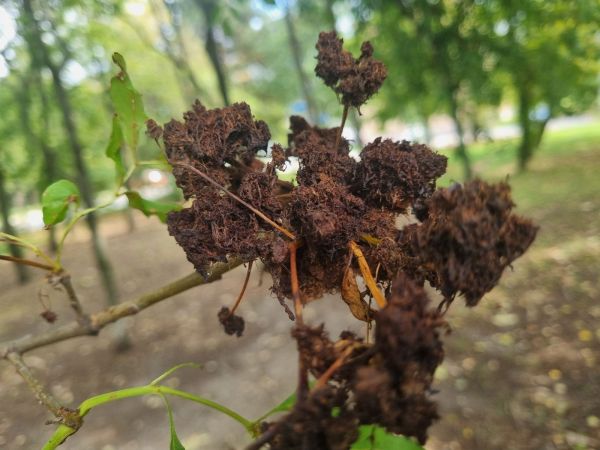 Roztoč Aceria fraxinivora