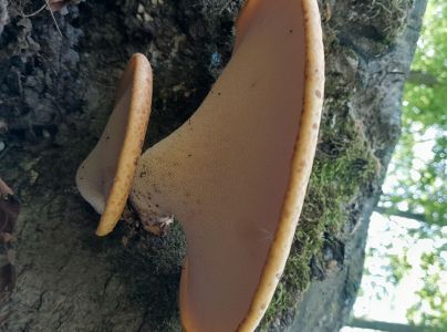 &Scaron;upinovka &scaron;upinat&aacute;