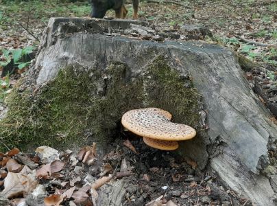 &Scaron;upinovka &scaron;upinat&aacute;