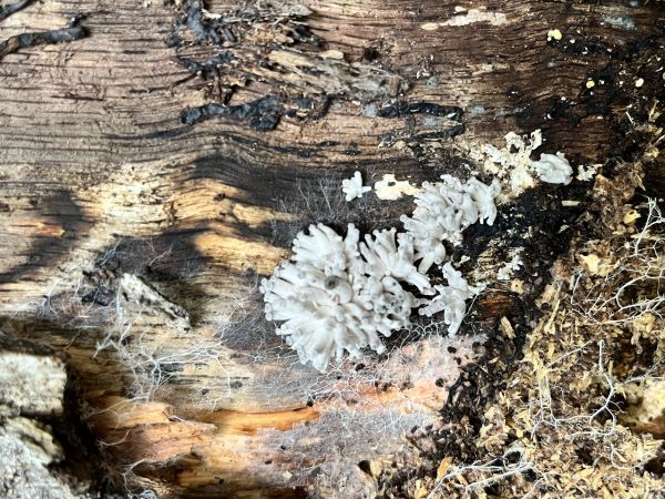 A - nejednoznačne určen&yacute;, nie sme si ist&iacute;