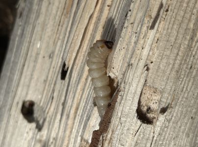 Vrz&uacute;nik smrekov&yacute;