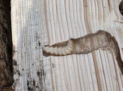 Vrz&uacute;nik smrekov&yacute;