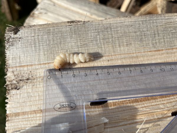 Vrz&uacute;nik smrekov&yacute;