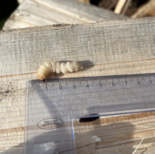 Adriana Majeríková