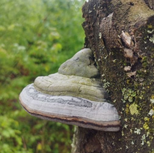 Fomes fomentárius 