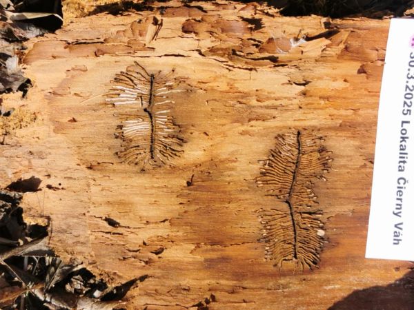 Lykokaz jaseňov&yacute;