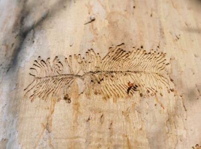 Lykokaz jaseňov&yacute;