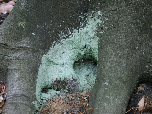 A - nejednoznačne určen&yacute;, nie sme si ist&iacute;